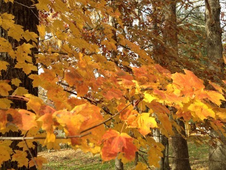 Self-Guided Walking Tour, Trees of GLWSM