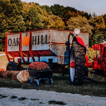 Oak Hill Corn Maze and Tree Farm